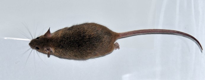 Мышь с пушистым хвостом