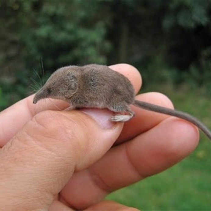 Жирнохвостая сумчатая мышь