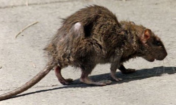 Песчанка пушистохвостая сикитамус