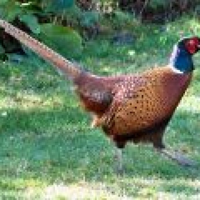 Амударьинский фазан