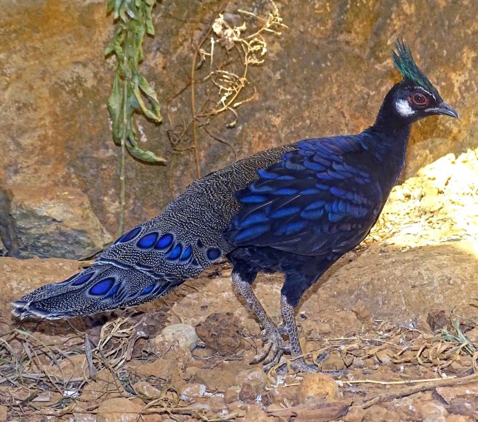 Гималайский монал Lophophorus impejanus