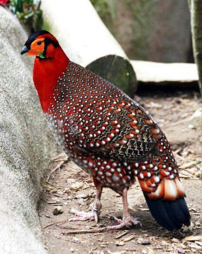 Павлиний фазан (Polyplectron bicalcaratum)