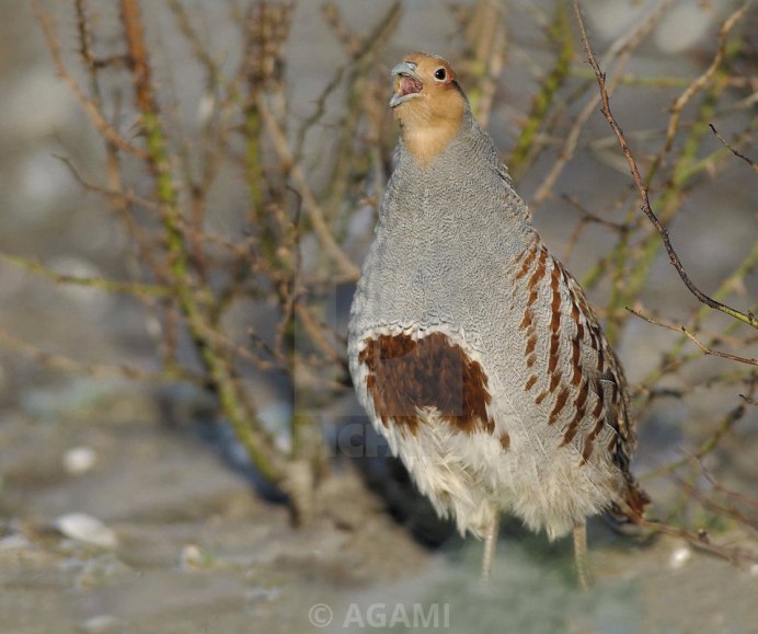 Серая куропатка (Perdix Perdix)