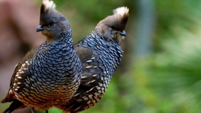 Серая куропатка (Perdix Perdix)