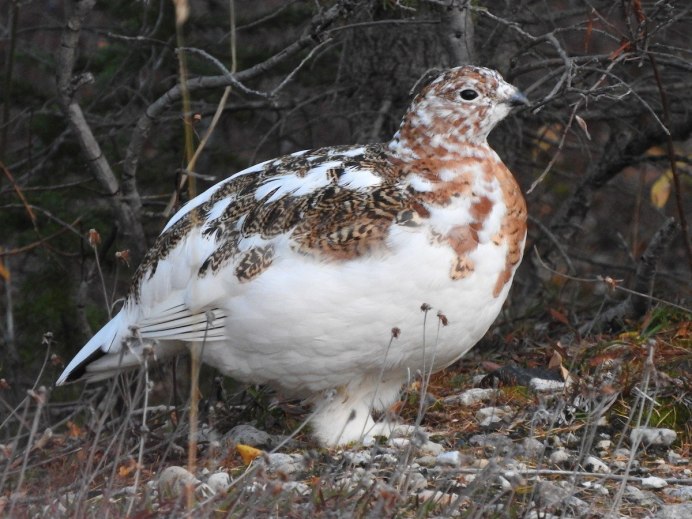 Серая куропатка (Perdix Perdix)