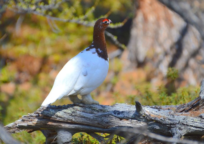 Серая куропатка (Perdix Perdix)