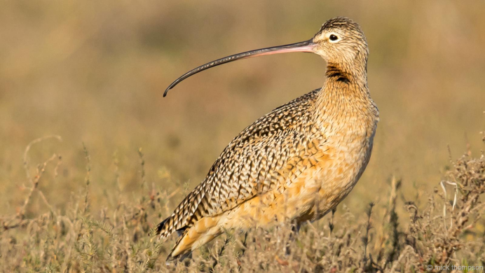 Кроншнеп средний – Numenius phaeopus