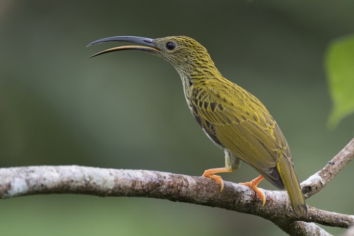 Brown Thrasher птица