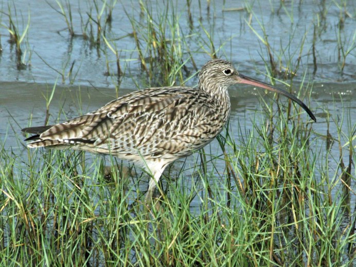 Чернозобик Calidris Alpina