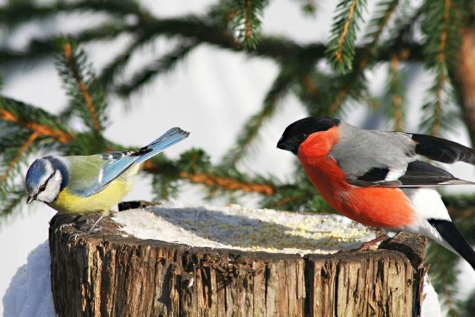 Зимующие птицы Снегирь