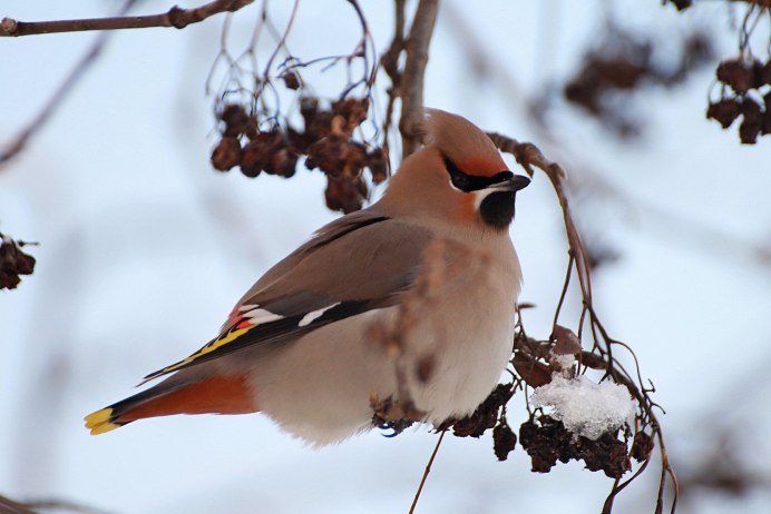 Зимующие птицы Снегирь