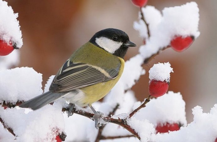 Агафий полухлебник