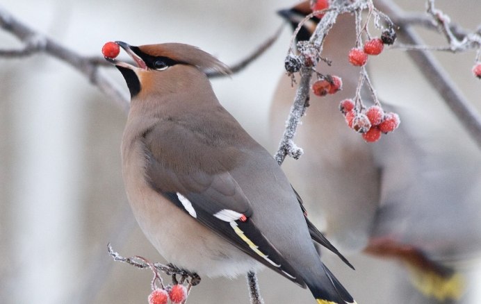 Зимние птицы свиристель