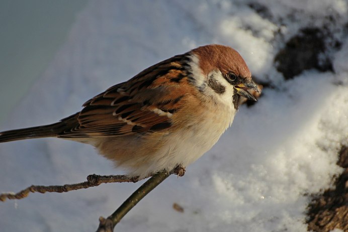 Замерзшая синичка