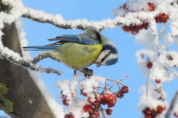 Воробьинообразные Снегирь