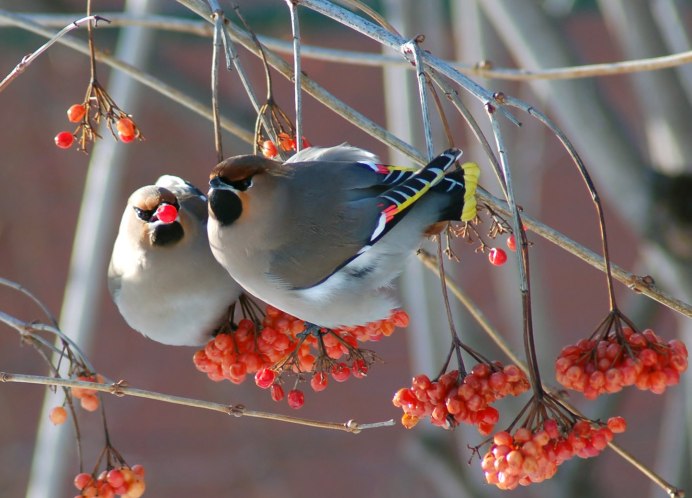 Снегири зимой