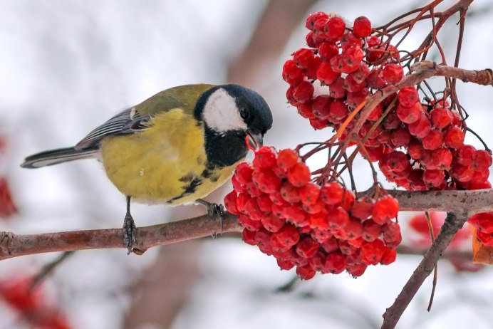 Птицы осенние-зимние