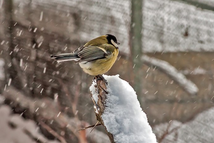 Свиристели зимой