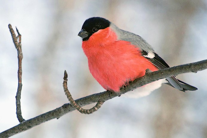 Птицы зимующие в России в средней полосе России