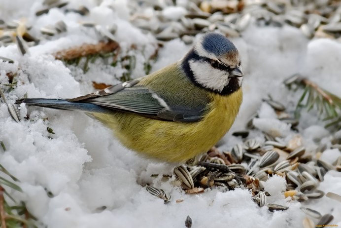 Снегири на снегу