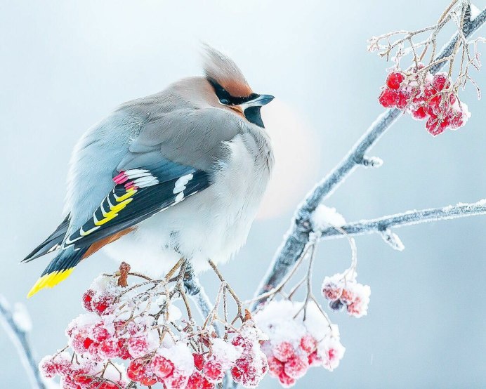 Алмазная мозаика "Снегири"