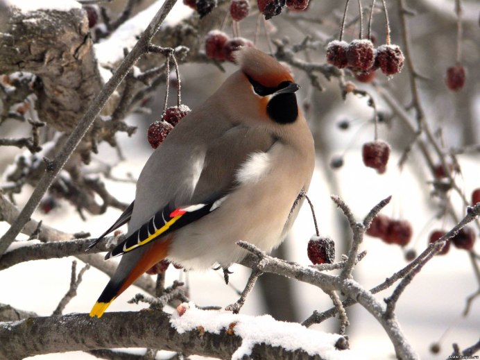 Синица лазоревка зимой