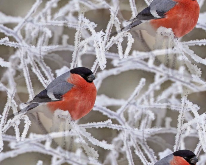 Галка зимой