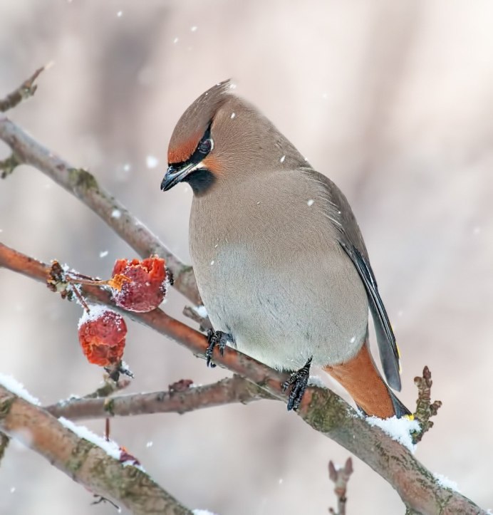 Зимняя кормушка для птиц