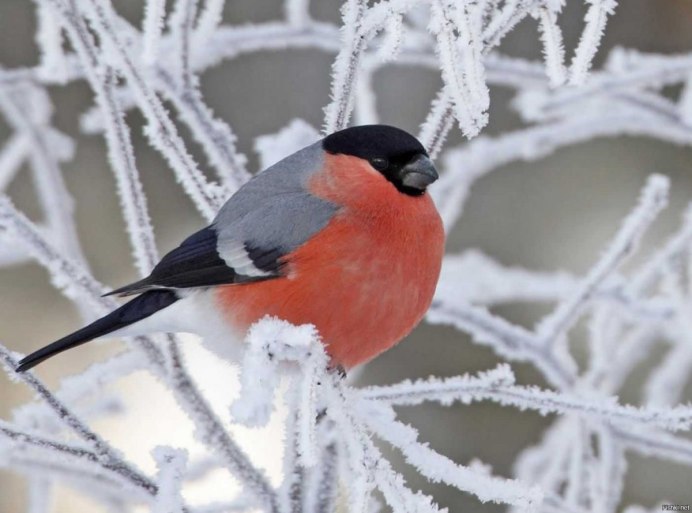 Красавец свиристель
