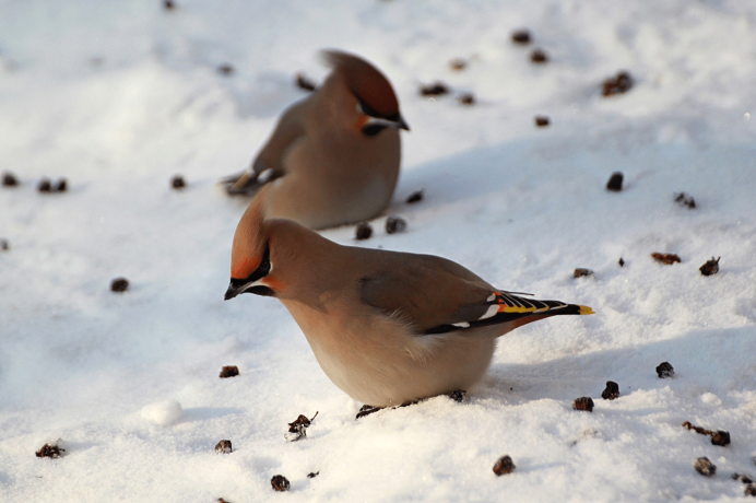 Снегири и синицы зимой