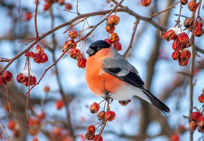 Птица Снигирь или Снегирь
