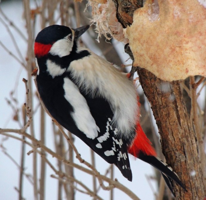 Снегири за окном