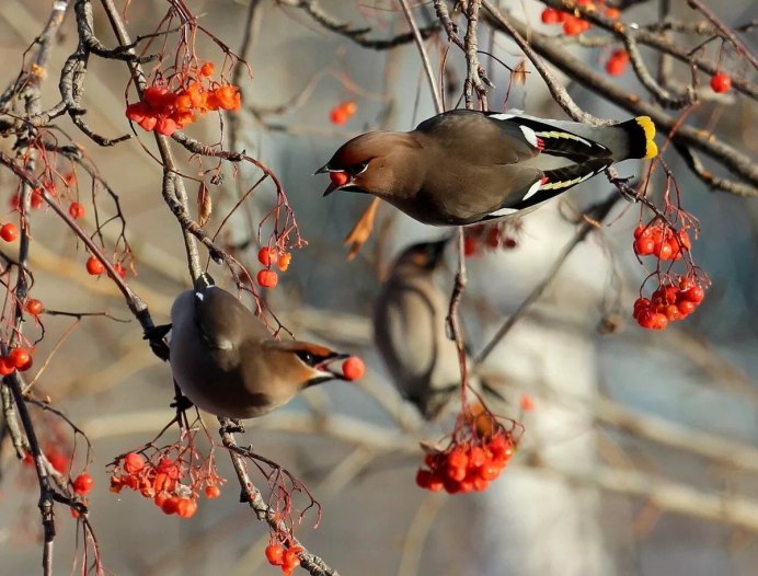 Зимующий Воробей
