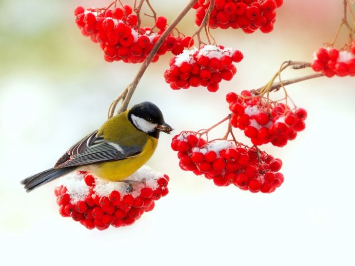 Красивые птички зимой