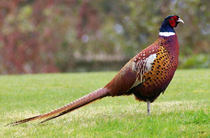 Павлиний фазан (Polyplectron bicalcaratum)