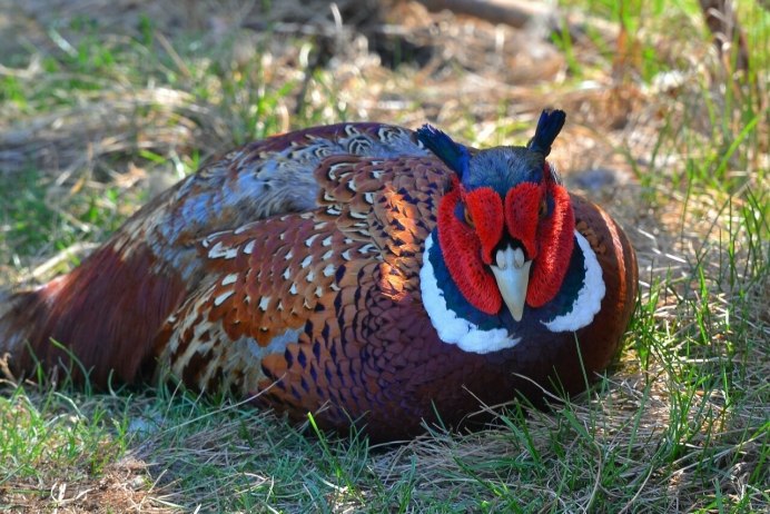 Зелёный фазан / Phasianus versicolor