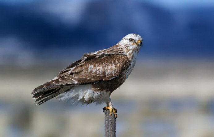 Buteo lagopus Pont