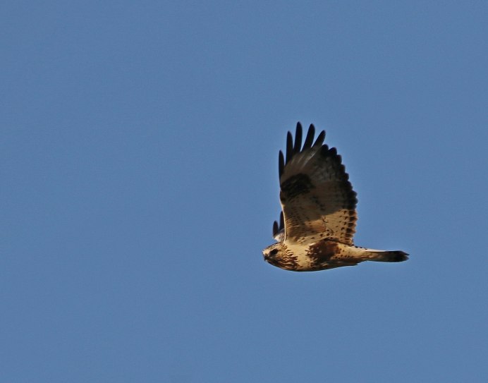 Зимняк (Buteo lagopus)