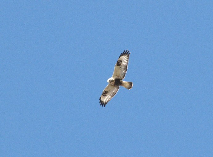 Зимняк, или мохноногий канюк Buteo lagopus