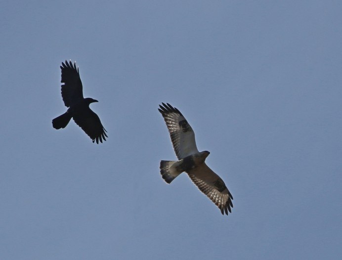 Самолет "хищная птица" (Bird of Prey)