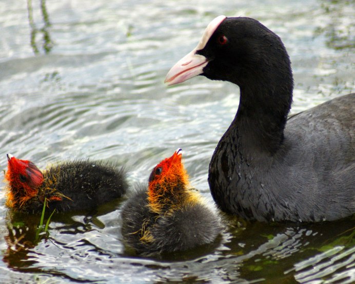 Болотная Курочка лысуха