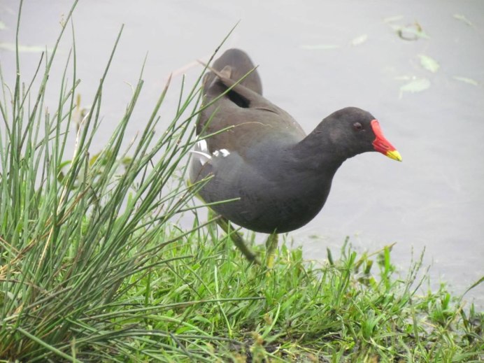 Болотная курица лысуха