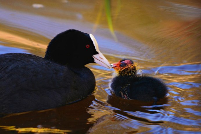 Лысуха (Fulica atra)