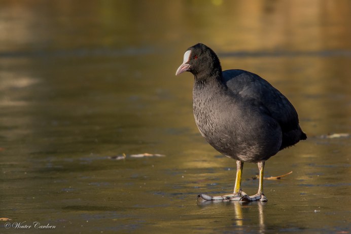 Водяная Курочка лысуха