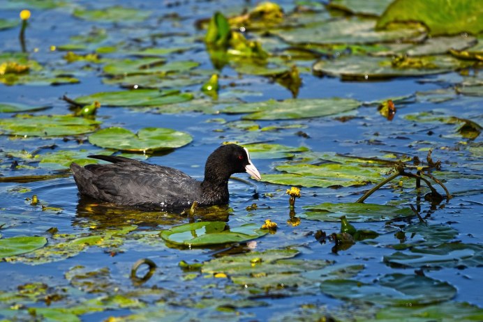 Болотная курица камышница