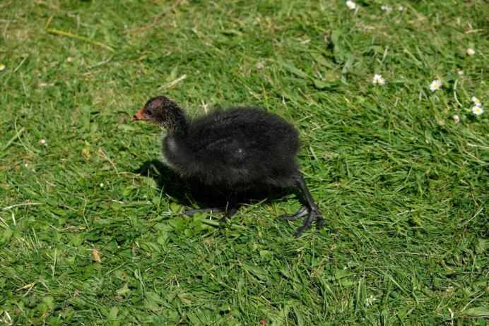 Болотная Курочка лысуха