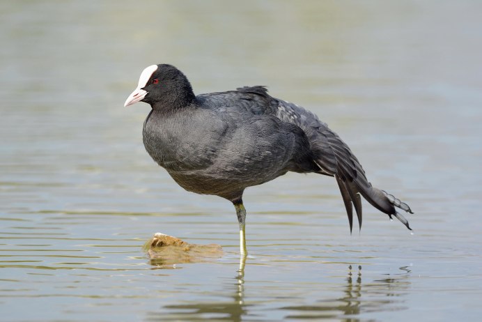 Лысуха пастушковые птицы