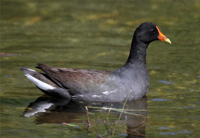 Moorhen Bird