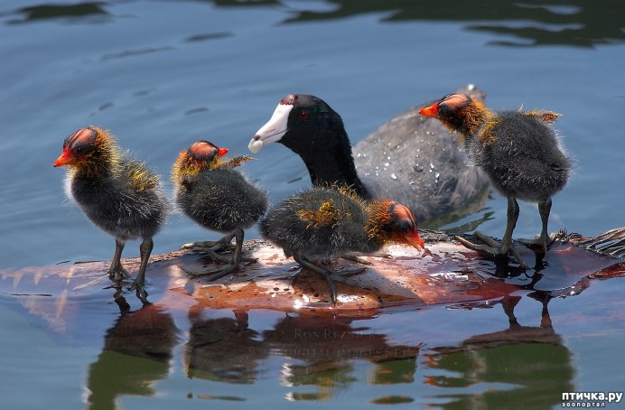 Камышница Gallinula chloropus