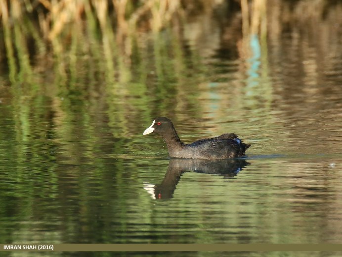 Болотная Курочка лысуха